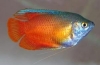 Gourami méz