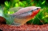 Pearl gourami - karbantartás, tenyésztés és gondozás