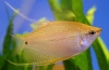 Gourami arany vagy sárga: az akvárium tartalmának jellemzői