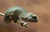 A chameleon a legjobb korrektor