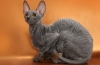 A cornish rex macskák fajtájának természete, jellemzői és tartási feltételei