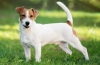 A jack russell terrier fajta eredettörténete és leírása