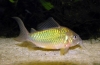 Smaragd brochis (corydoras splendens)