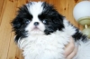 Japanese chin: leírás, fajtaszabvány, karakter és gondozás