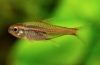 Erythrozonus vagy tetra szentjánosbogár (hemigrammus erythrozonus)