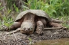 Pattanó teknős (chelydra serpentina)