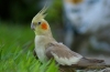 Hogyan énekel egy papagáj hím corella - a hangok jellemzői