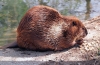 Kanadai hód (castor canadensis)