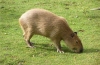 Capybara otthon: érdekes tények, milyen állat