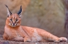 Caracal: leírás, karakter, tartalom otthon