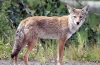 Prérifarkas (lat. Сanis latrans)