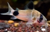 Folyosó panda (corydoras panda)