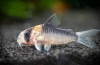 Folyosók (corydoras) népszerű fajok