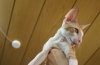 Cornish rex: fajtaleírás, gondozás és karbantartás