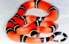 Királykígyó (lampropeltis)