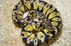 Royal python (python regius)