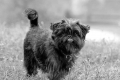 Affenpinscher