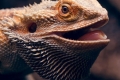 Szakállas agama (pogona vitticeps)