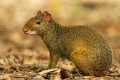 Agouti vagy púpos nyúl: faj, élőhely, viselkedés