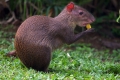 Agouti vagy púpos nyúl