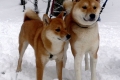 Akita inu és shiba inu: különbségek