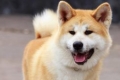 Akita inu