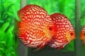 Akváriumi halak discus