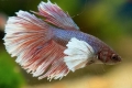 Akváriumi halkakas (betta splendens)