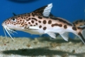 Synodontis harcsa akváriumi halak