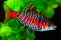 Scarlet barbus vagy tikto