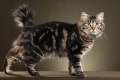 Amerikai bobtail