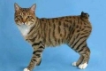 Amerikai bobtail