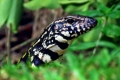 Argentin fekete-fehér tegu (tupinambis merianae)