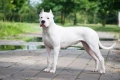 Dogo argentino: hófehérke óriásvadász