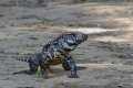 Argentin tegu