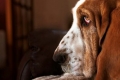 Arisztokrata hosszúfülű flegma - basset hound