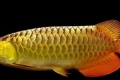 Arowana - a jura időszakból fennmaradt megjelenés