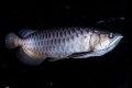 Ázsiai arowana (scleropages formosus)