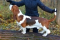 Basset hound: fajtaleírás, gondozási jellemzők