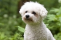 Bichon frise