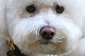 Bichon frise: toy graceful french lapdog