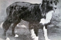 Border collie