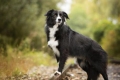 Border collie: a legokosabb kutya