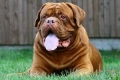 Dogue de bordeaux. Fajta jellemzői és tartási előírások