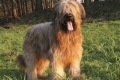 Briard: fajtaleírás