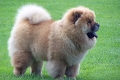 Chow chow