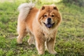 Chow chow