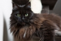 Fekete maine coon