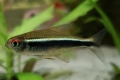 Fekete neon (hyphessobrycon herbertaxelrodi)