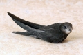 Fekete swift (apus apus)